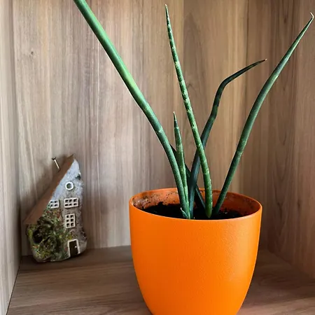 Appartement El Mirador Del Centro *